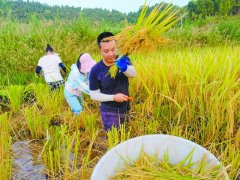 <b>600多亩玉米、水稻、辣椒丰收</b>